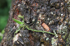 Taeniophyllum alwisii